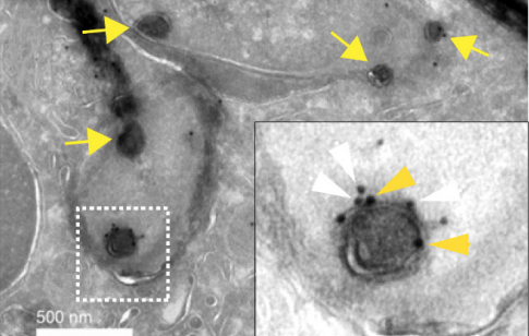 Modulation of bacterial phagosome maturation
